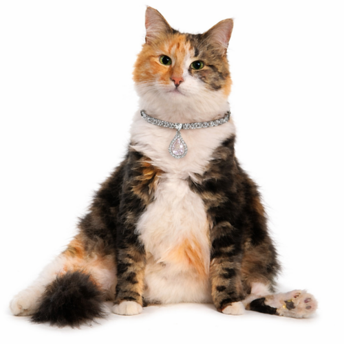 A Kitty Collars